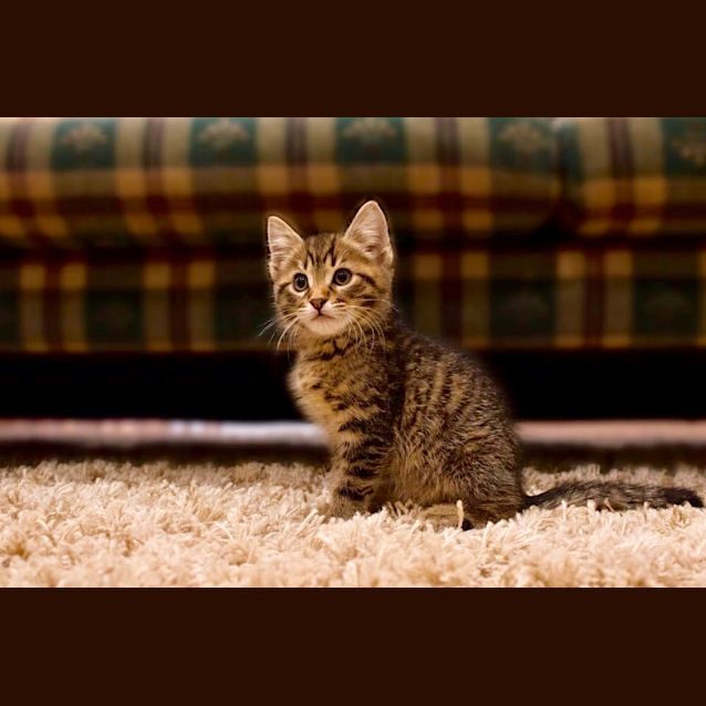 Photo of Special Freddie 