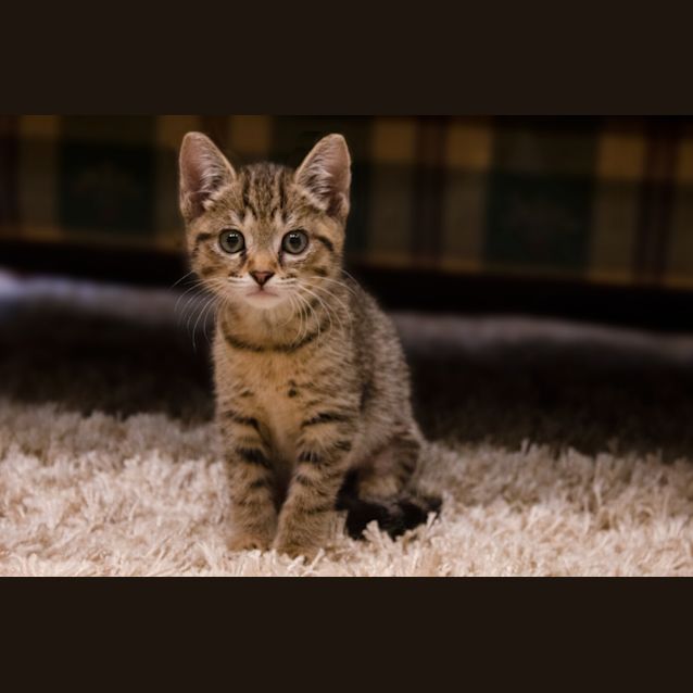 Photo of Sweetie Frankie