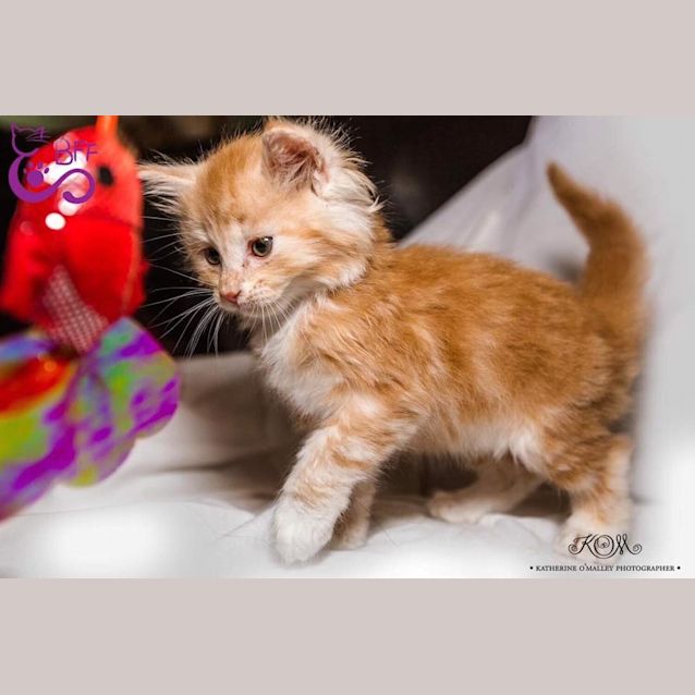 Photo of Phoenix 