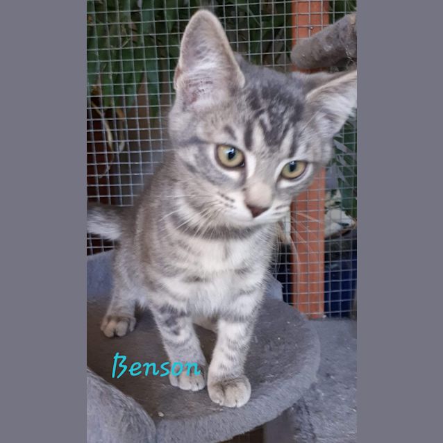 Photo of Benson
