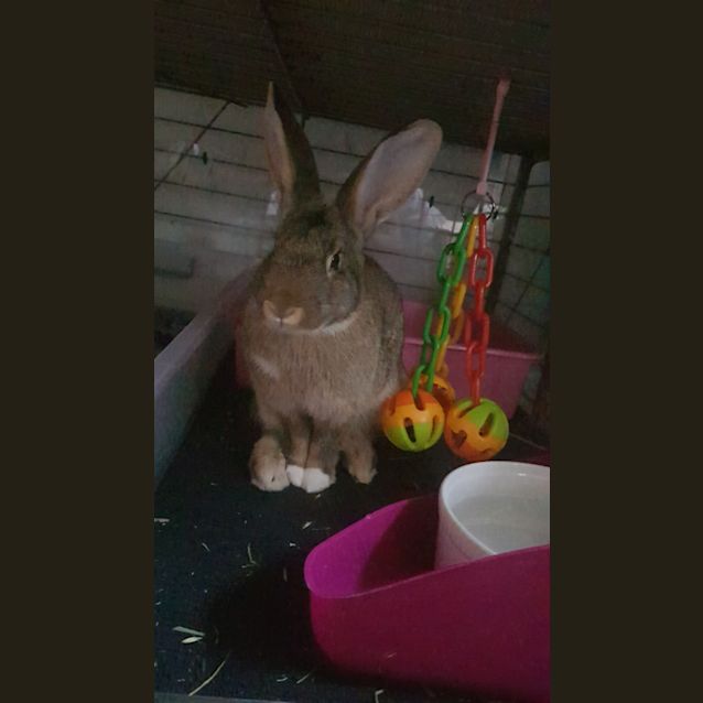 Photo of Lily (Bobtail)