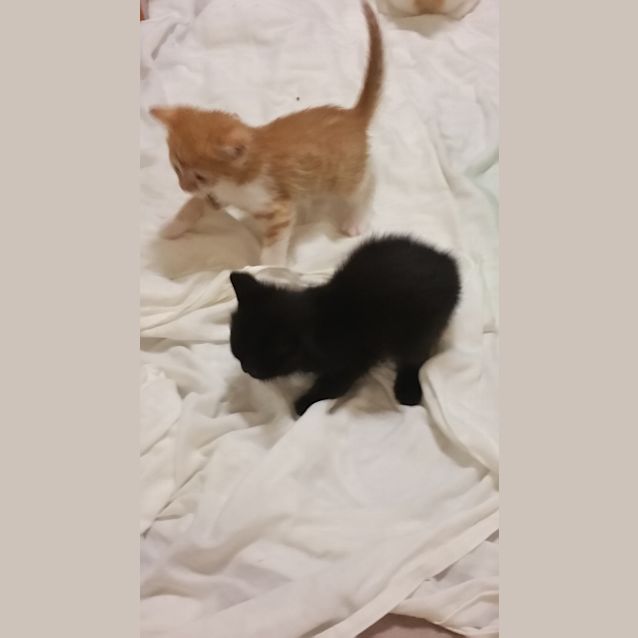 Photo of Ben  (Bill & Ben The Flowerpot Men)