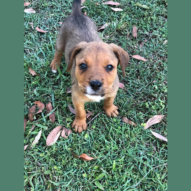 Photo of Maple