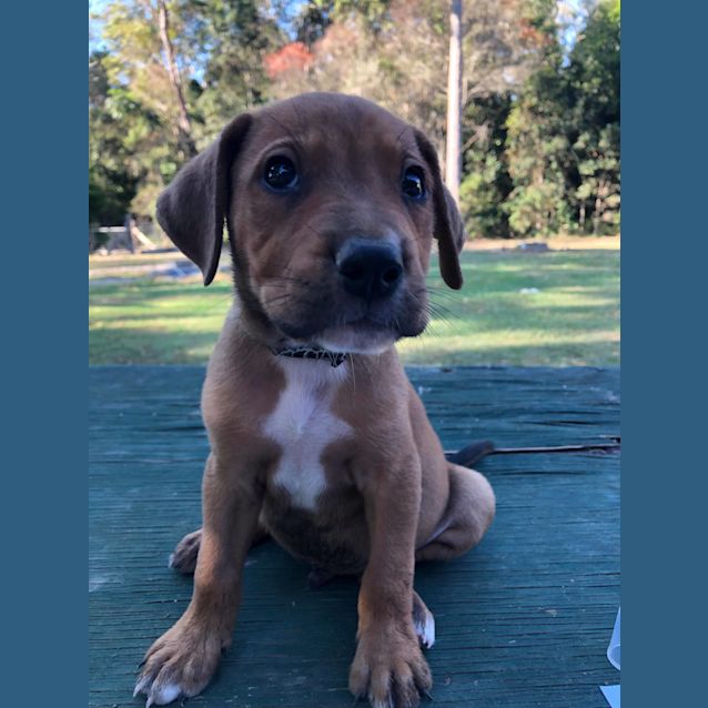 Photo of Caramel