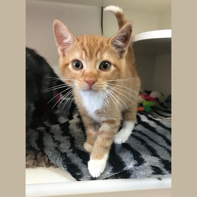 Photo of Maverick