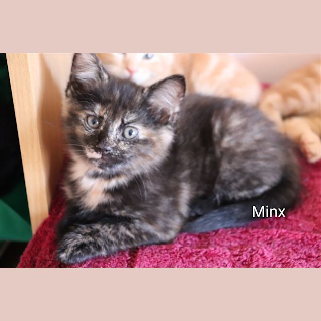 Photo of Minx