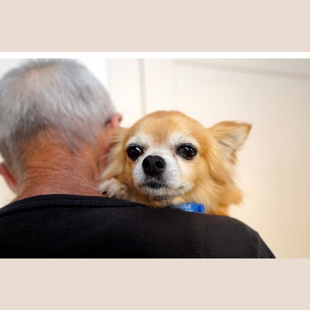 Photo of Muffin ~ Chihuahua (On Trial 20/1/19)