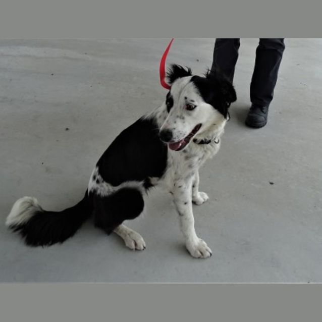 Photo of Patches