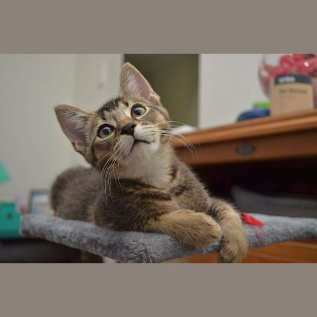 Photo of Ash 