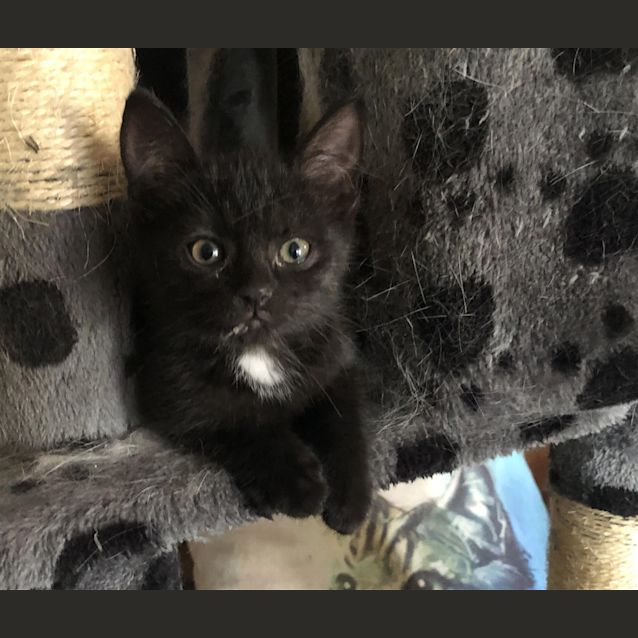 Photo of Knight