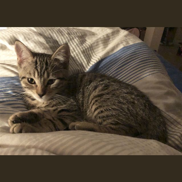 Photo of Tiger