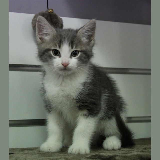 Photo of Oolong