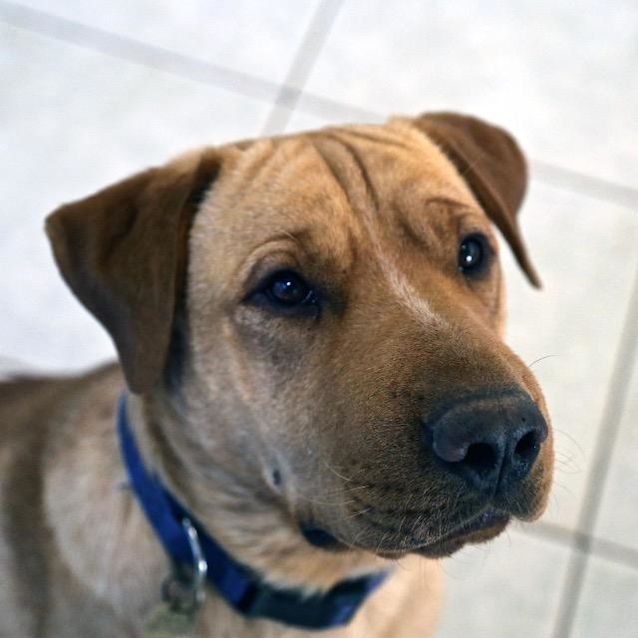 Photo of Polo