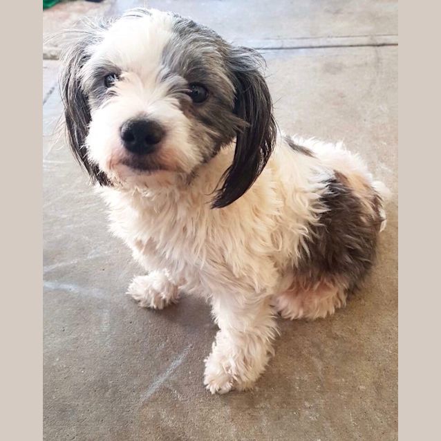 Photo of 🐶 Snoopy 🐶