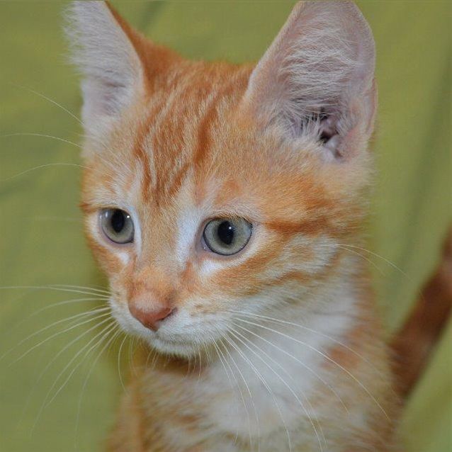 Photo of Garfield