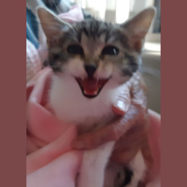 Photo of Cuddlepie