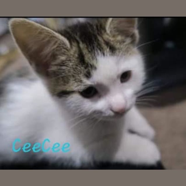 Photo of Cee Cee