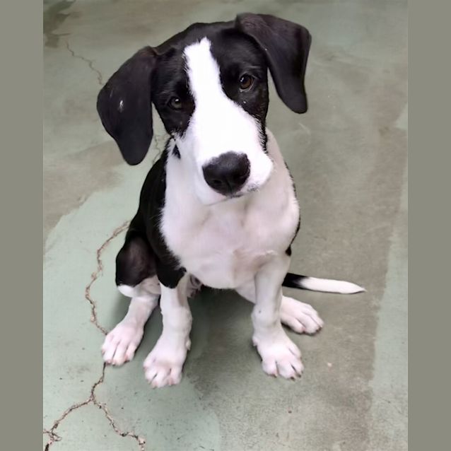 Photo of Chase