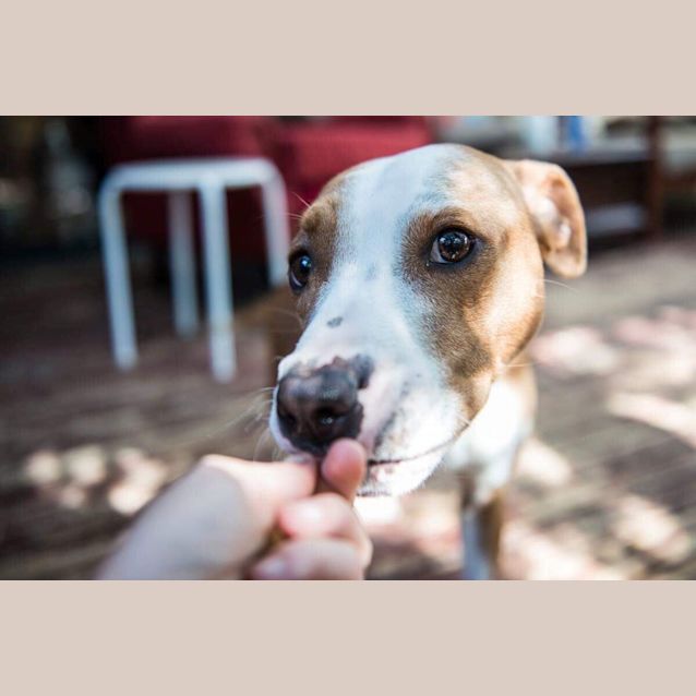 Photo of Perfect Bella 