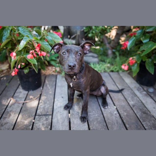 Photo of Playful Bessie 