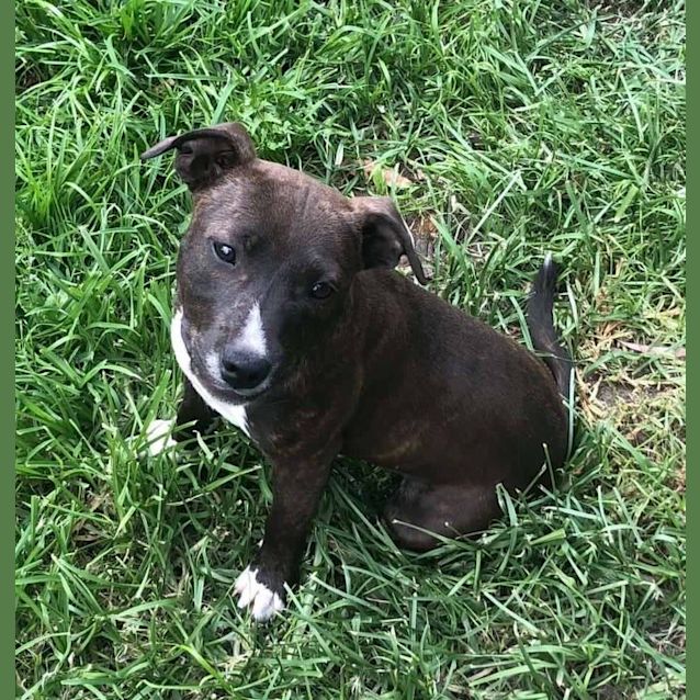 Photo of Loveable Rosie 