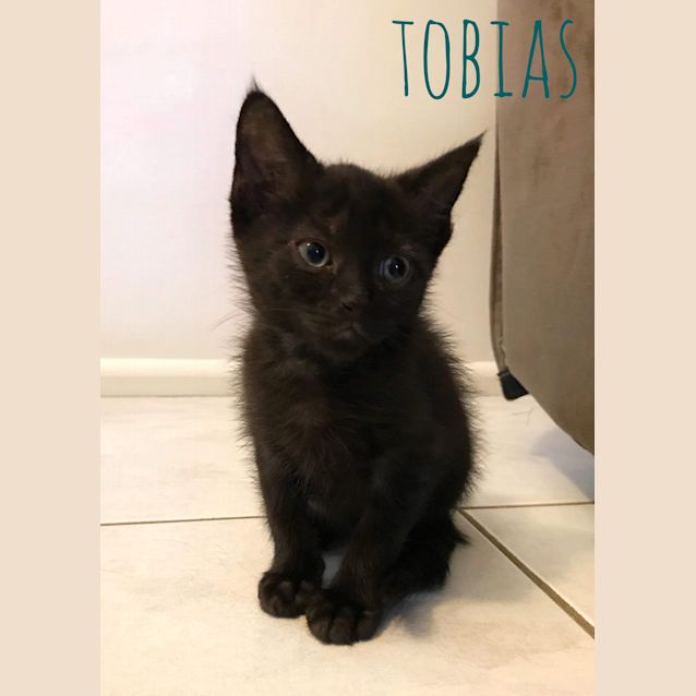 Photo of Tobias