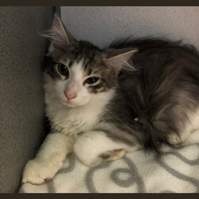 Photo of Jax