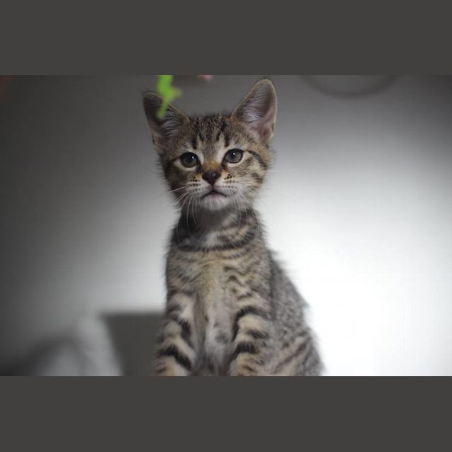 Photo of Frankenstein