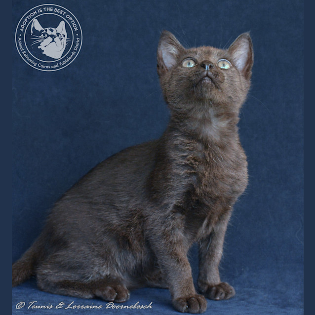 Photo of Rum Tum & Tugger