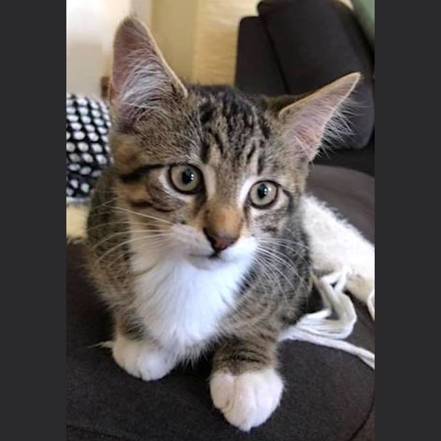 Photo of Toby