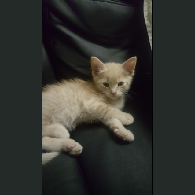 Photo of Chase