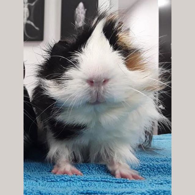 Photo of Elvis & Rosie (Female Paired With De Sexed Male) 