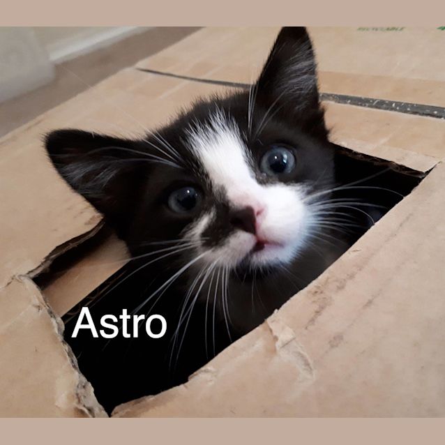 Photo of Astro