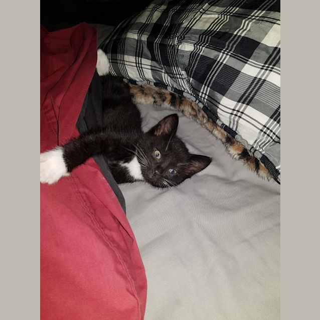 Photo of Little Elvis The Rockin' King Kitten