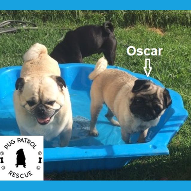 Photo of Oscar