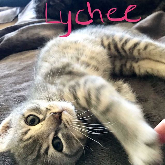 Photo of Lychee