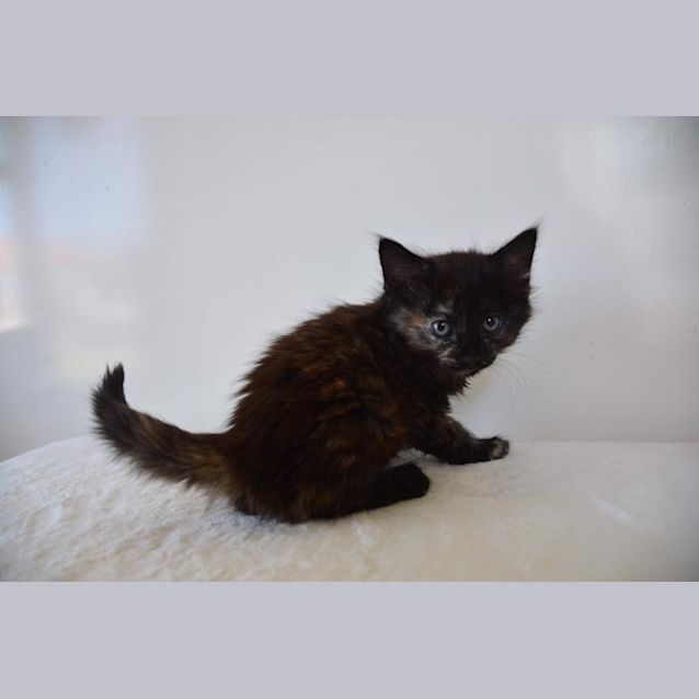 Photo of Miss Moppet 