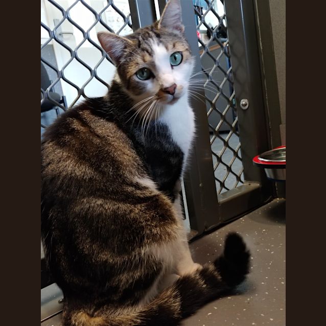 Photo of Goliath