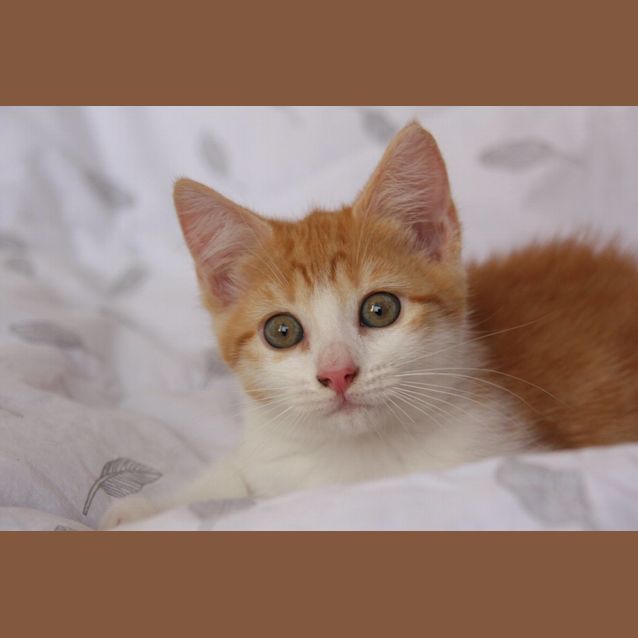 Photo of Cora