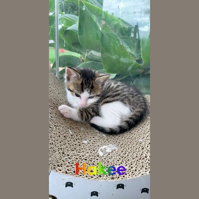 Photo of Hakee ^^Dandy Cat Rescue^^