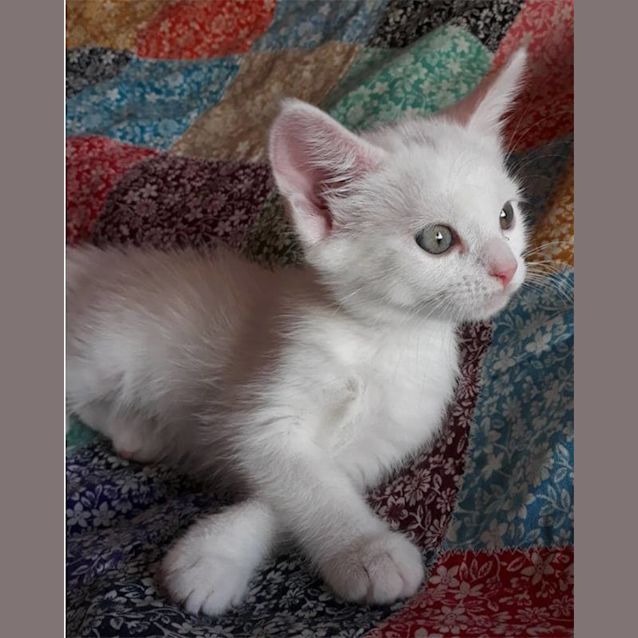 Photo of Aurelia 