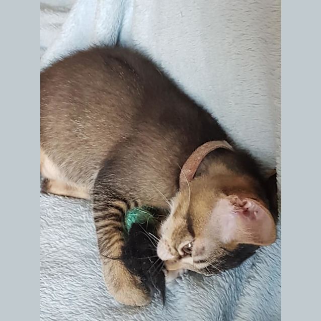 Photo of Smee