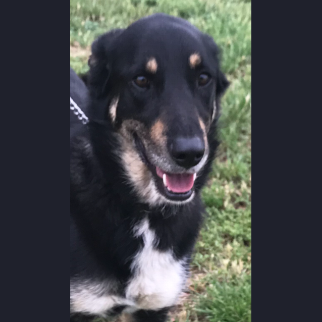 Photo of Bear B