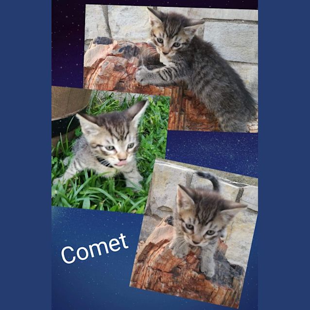 Photo of Comet