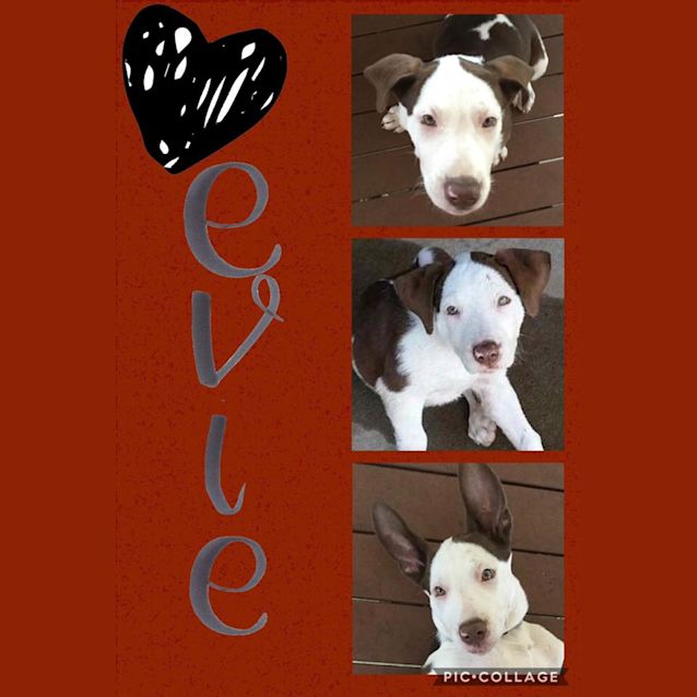 Photo of Evie