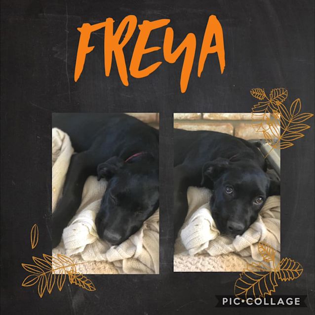 Photo of Freya