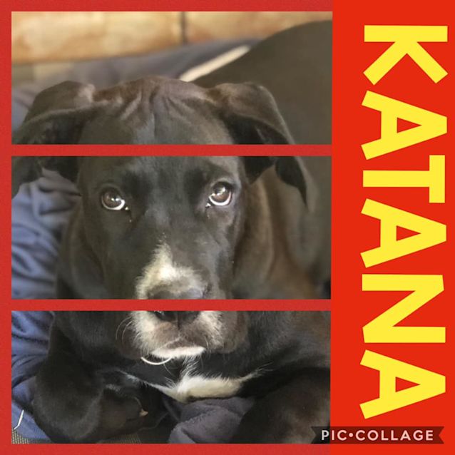 Photo of Katana