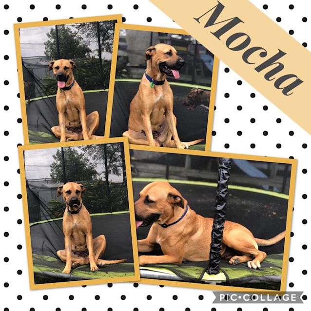 Photo of Mocha