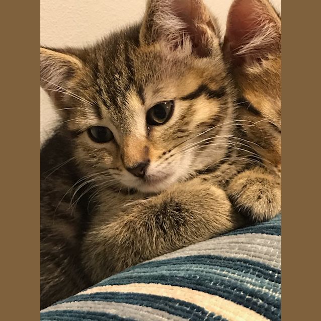 Photo of Cookie ^^Dandy Cat Rescue^^
