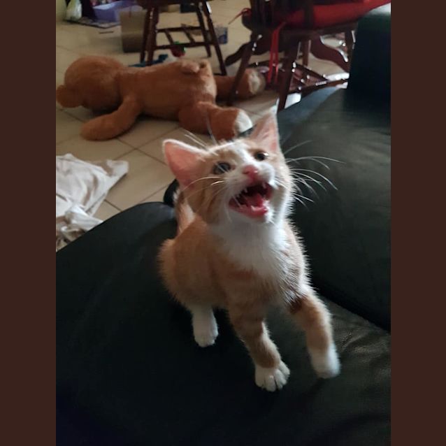 Photo of Ginger